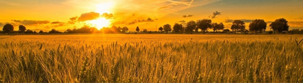 Rikkumisest teatamine